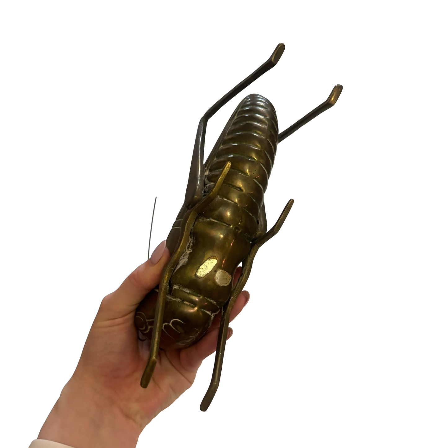 Giant Dolbi Cashier Brass Grasshopper