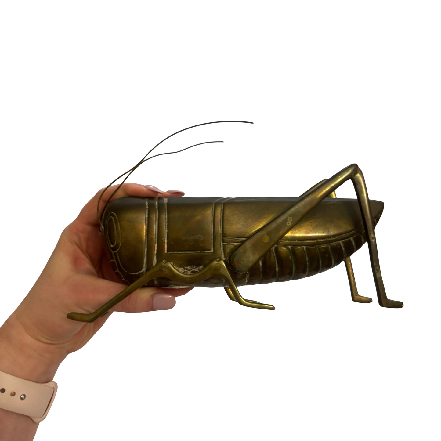Giant Dolbi Cashier Brass Grasshopper