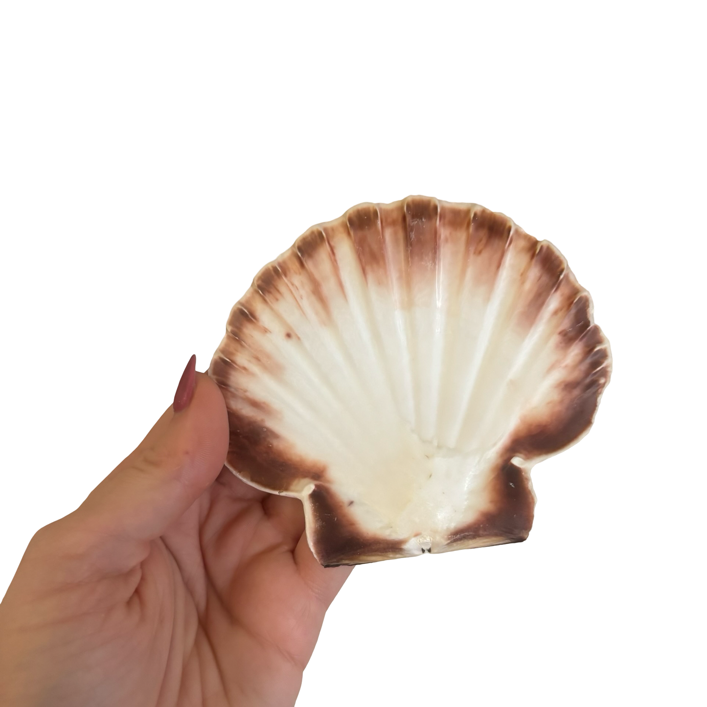 Shells + Brass Stand