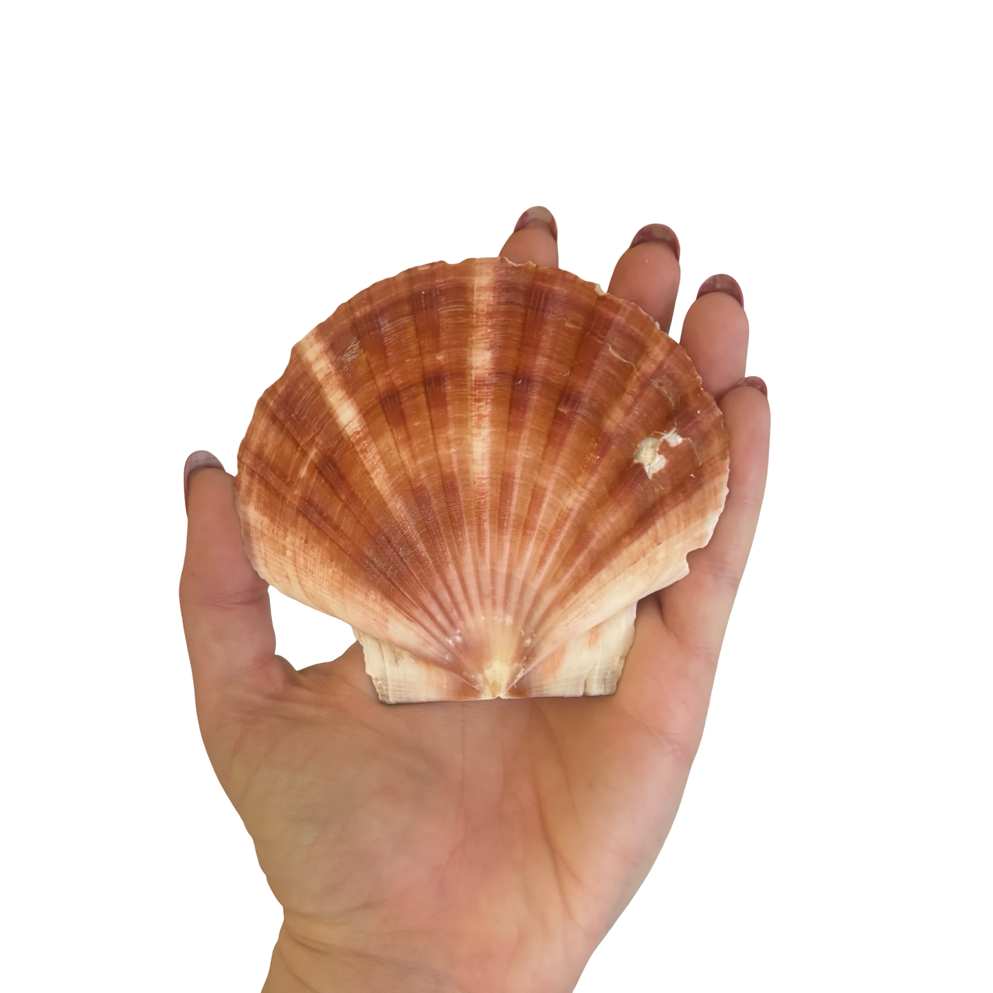 Shells + Brass Stand