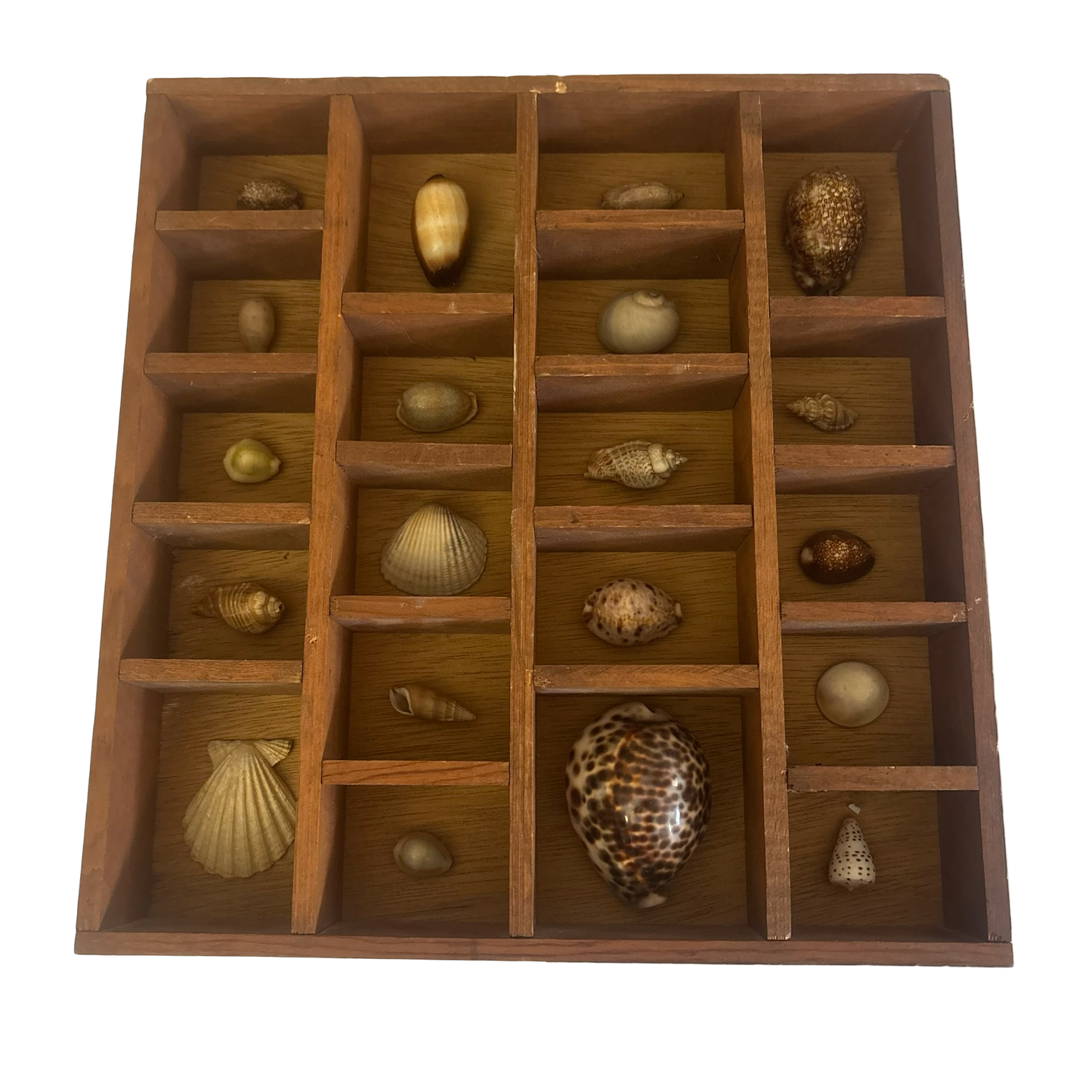 Wooden Printers Tray Filled with Shells