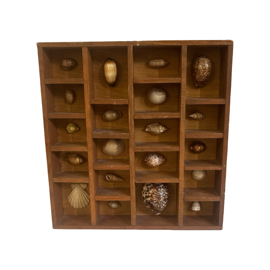 Wooden Printers Tray Filled with Shells