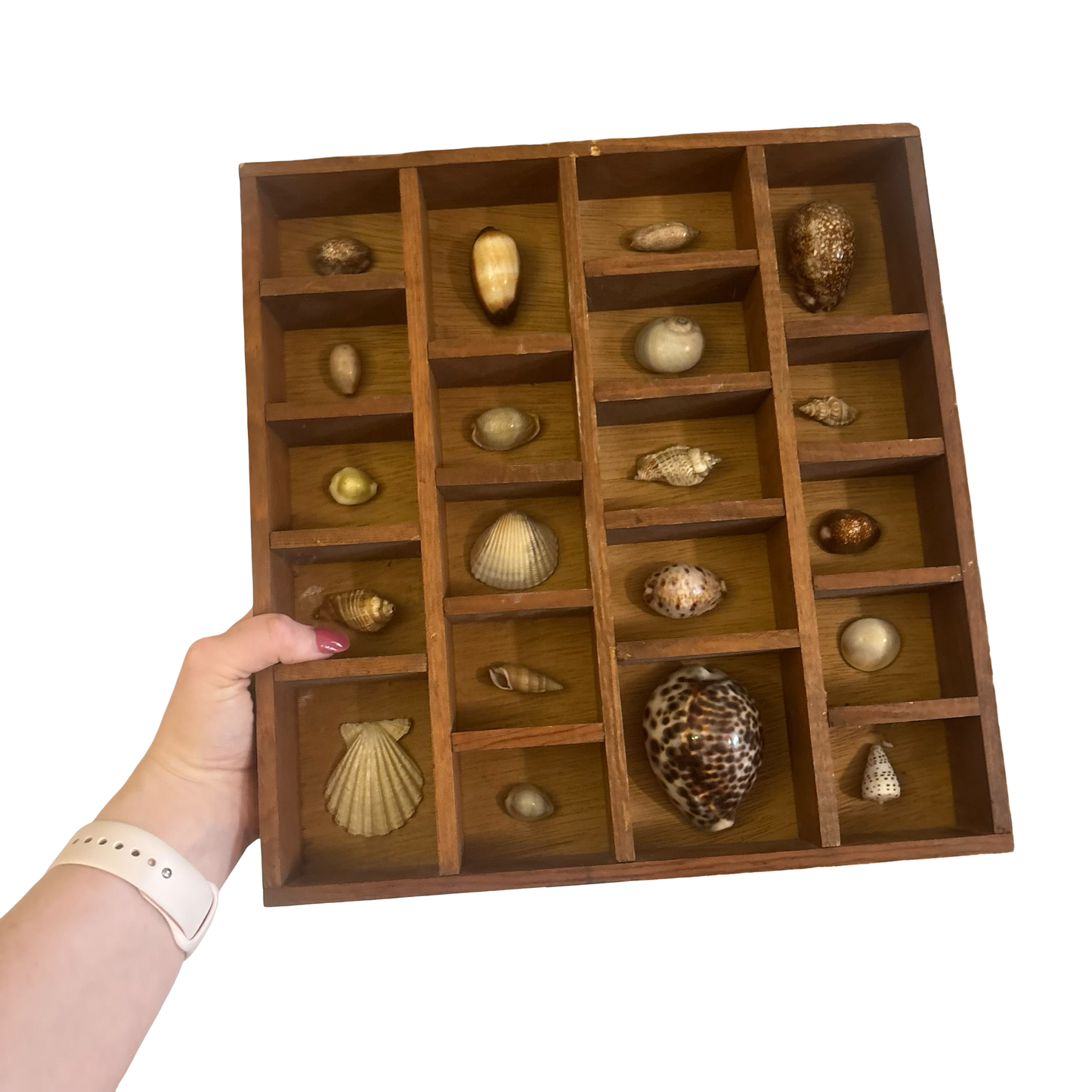 Wooden Printers Tray Filled with Shells