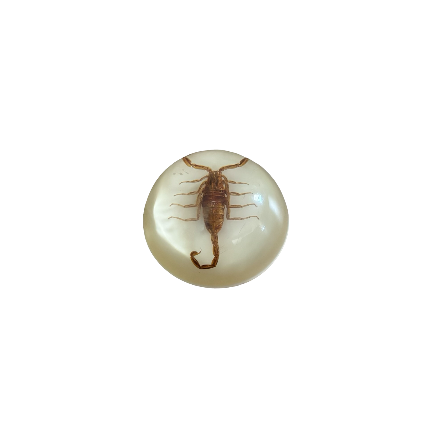 Scorpion Paperweight