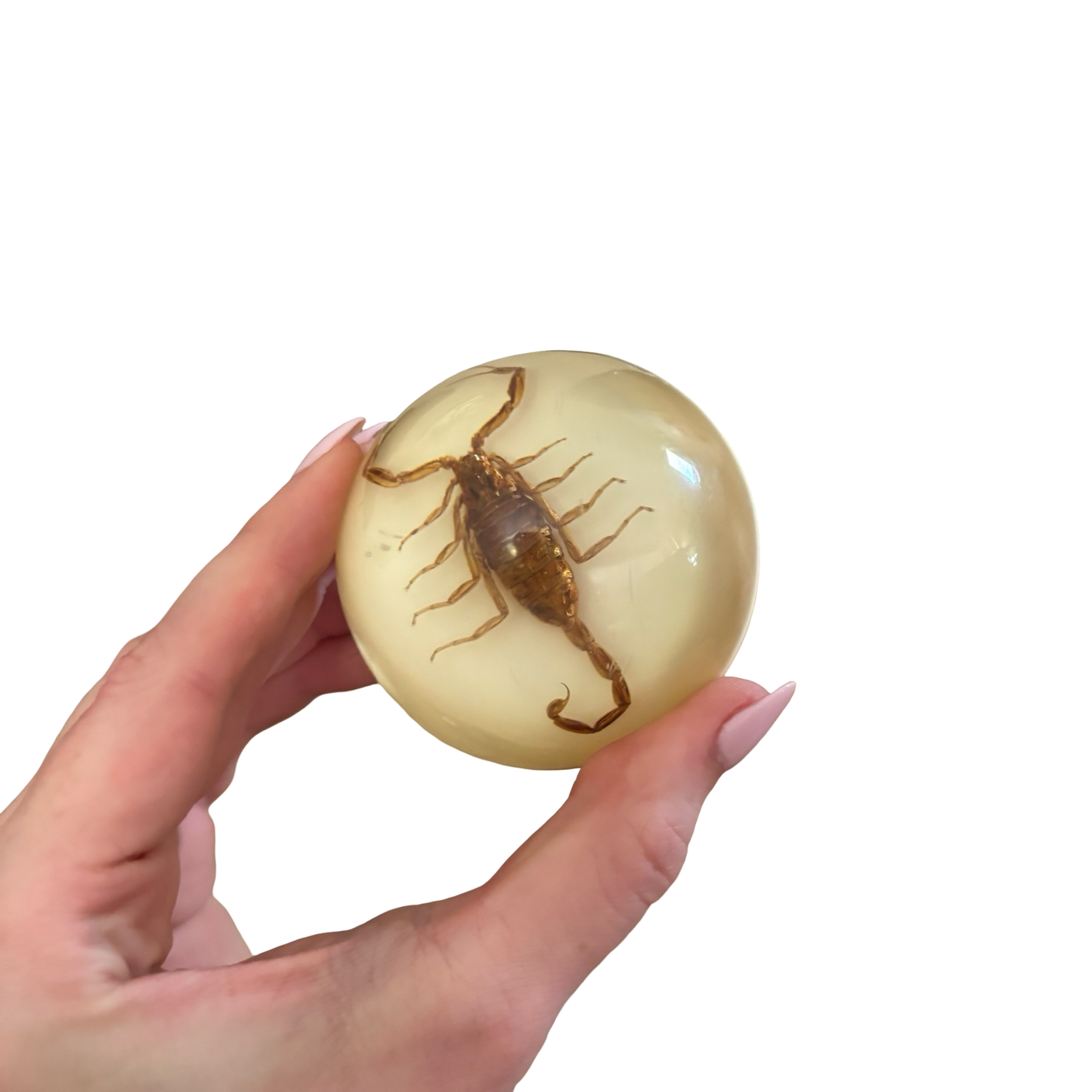 Scorpion Paperweight