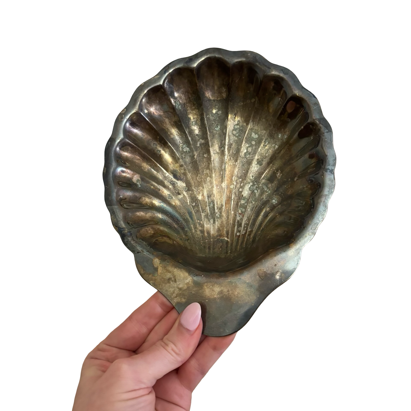 Silver Shell Dish