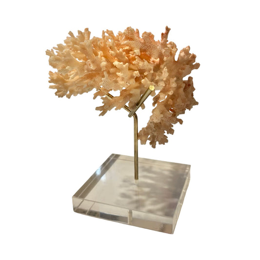 Pink Coral on Stand