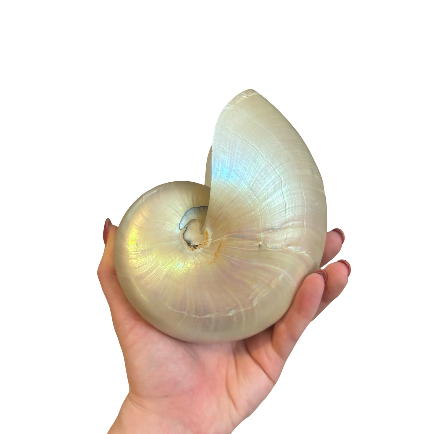 Nautilus Shell