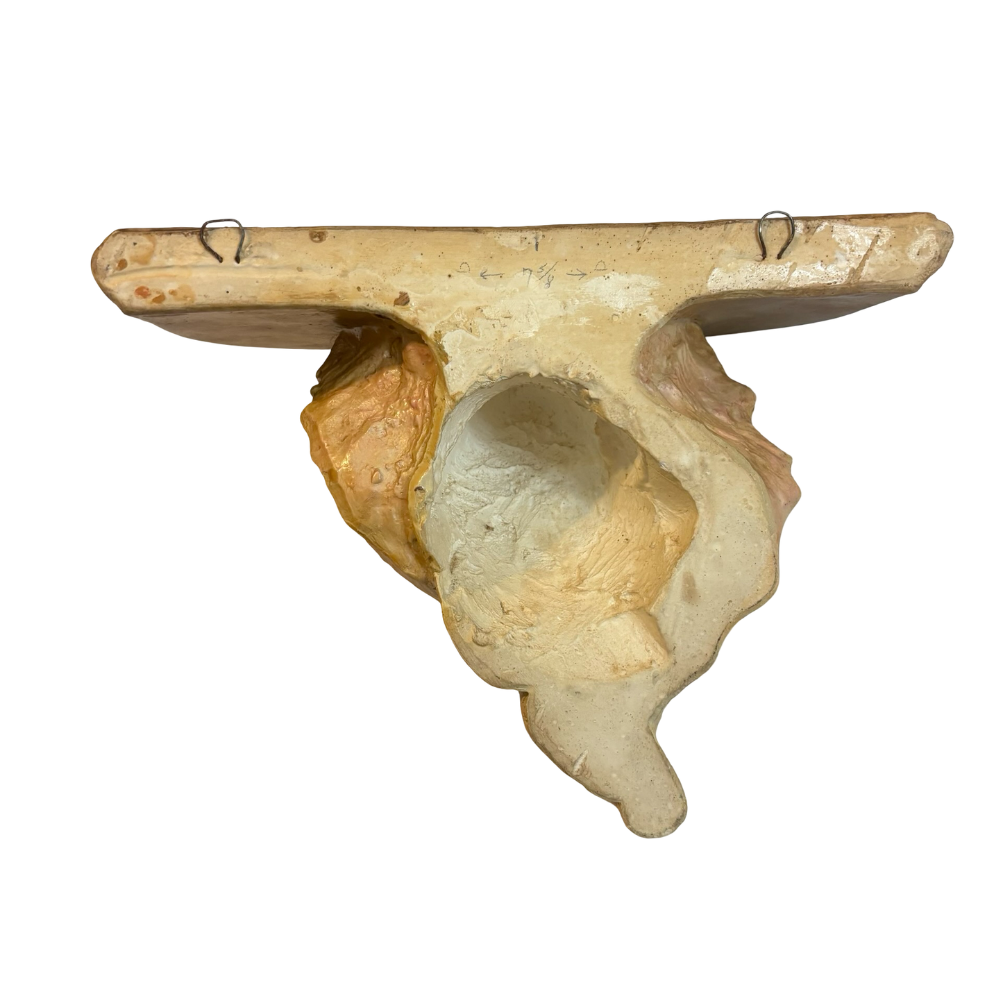 Huge Conch Shell Wall Shelf